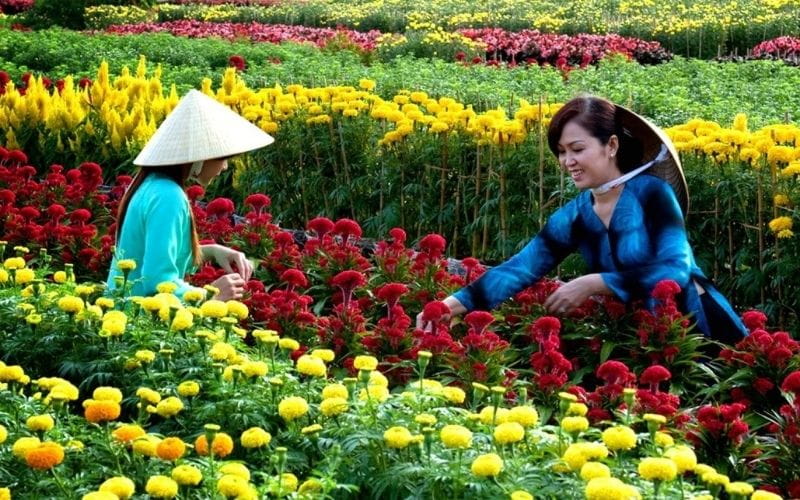 Bến Tre - Xứ Dừa Miệt Vườn: Hành Trình Sông Nước Nhẹ Nhàng Giữa Miền Tây