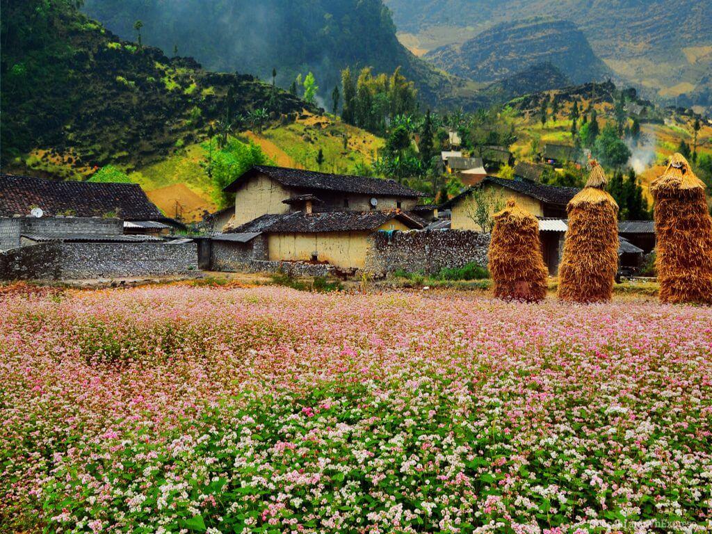 3. Chiêm ngưỡng mùa hoa tam giác mạch - Biểu tượng của Hà Giang