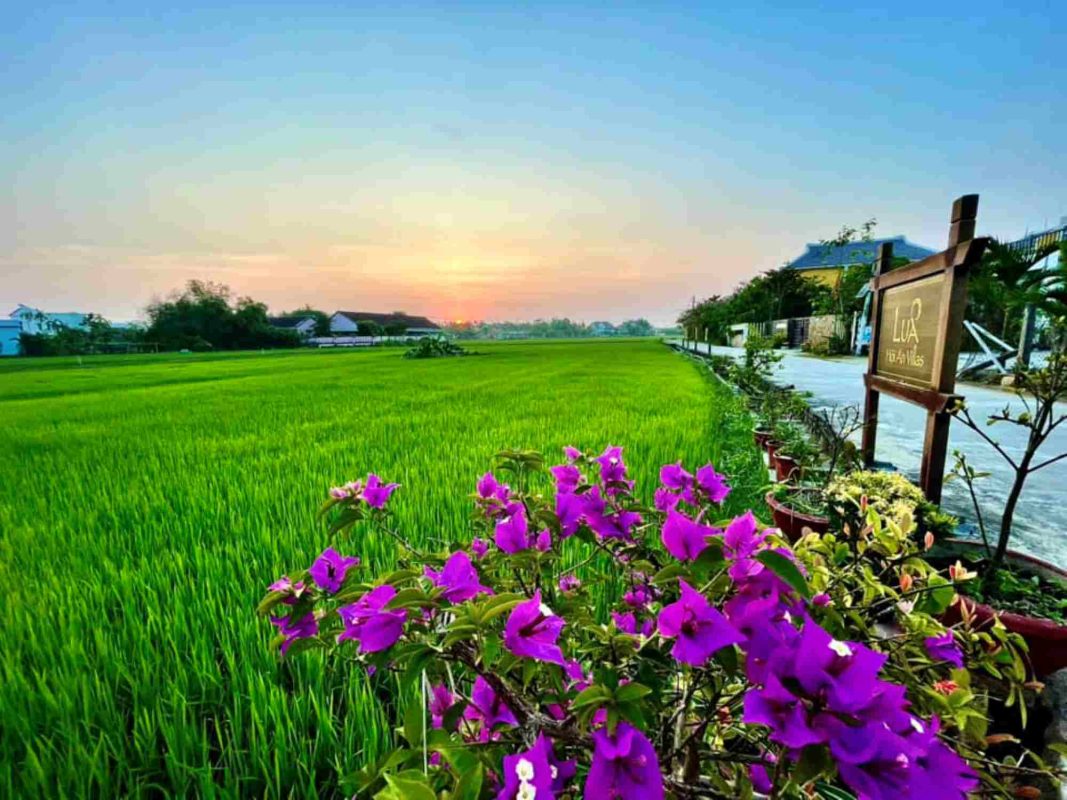 Một Ngày “Sống Chậm” Ở Ngoại Ô Hội An: Đạp Xe Qua Đồng Lúa Cẩm Châu, Chèo SUP Rừng Dừa Bảy Mẫu