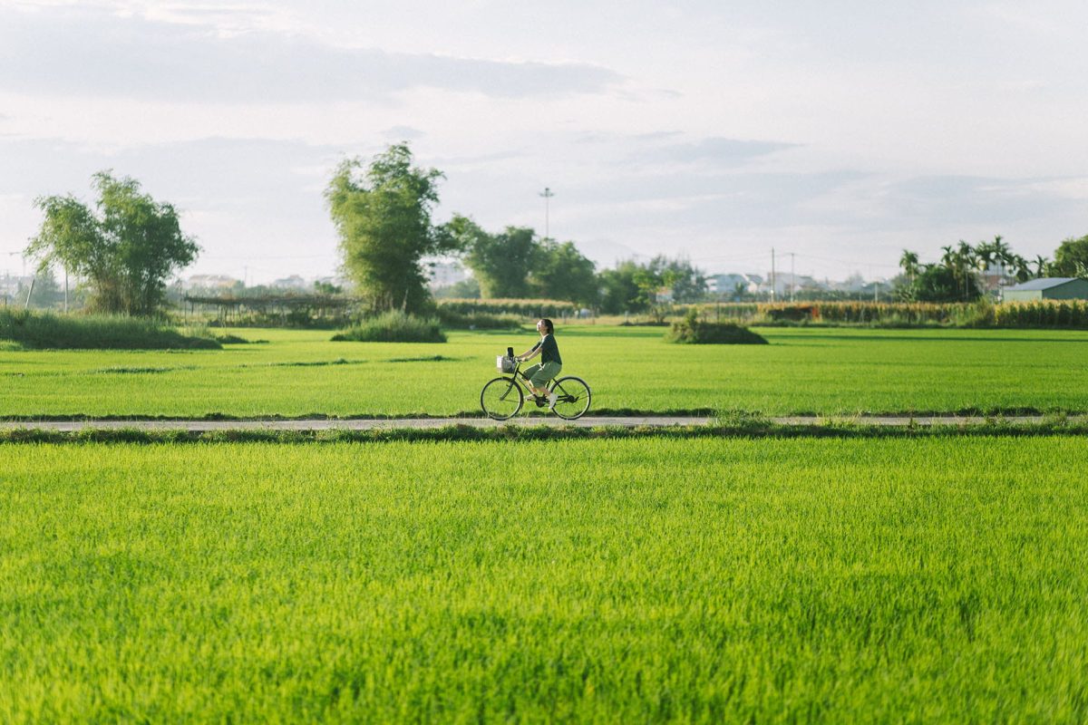 Một Ngày “Sống Chậm” Ở Ngoại Ô Hội An: Đạp Xe Qua Đồng Lúa Cẩm Châu, Chèo SUP Rừng Dừa Bảy Mẫu